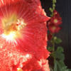 floriphile